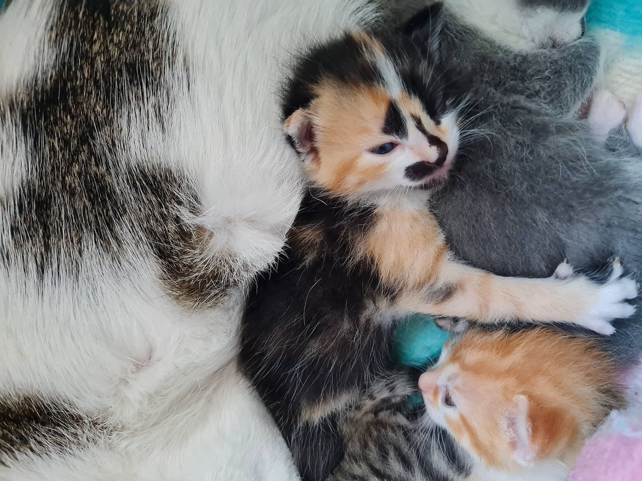 Mya participe au concours pour gagner de l'argent avec cette photo : canidae, carnivore, cat, claw, comfort, companion_dog, dog_breed, domestic_short_haired_cat, felidae, foot, fur, paw, small_to_medium_sized_cats, snout, sporting_group, tail, terrestrial_animal, vertebrate, whiskers, wildlife