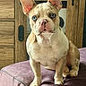 french_bulldog, puppy, dog, blue_eyes, pet, indoor, furniture, wooden_cabinet, curious, ears, cushion, purple, sitting, closeup, young, animal, companion, cute, domestic, portrait