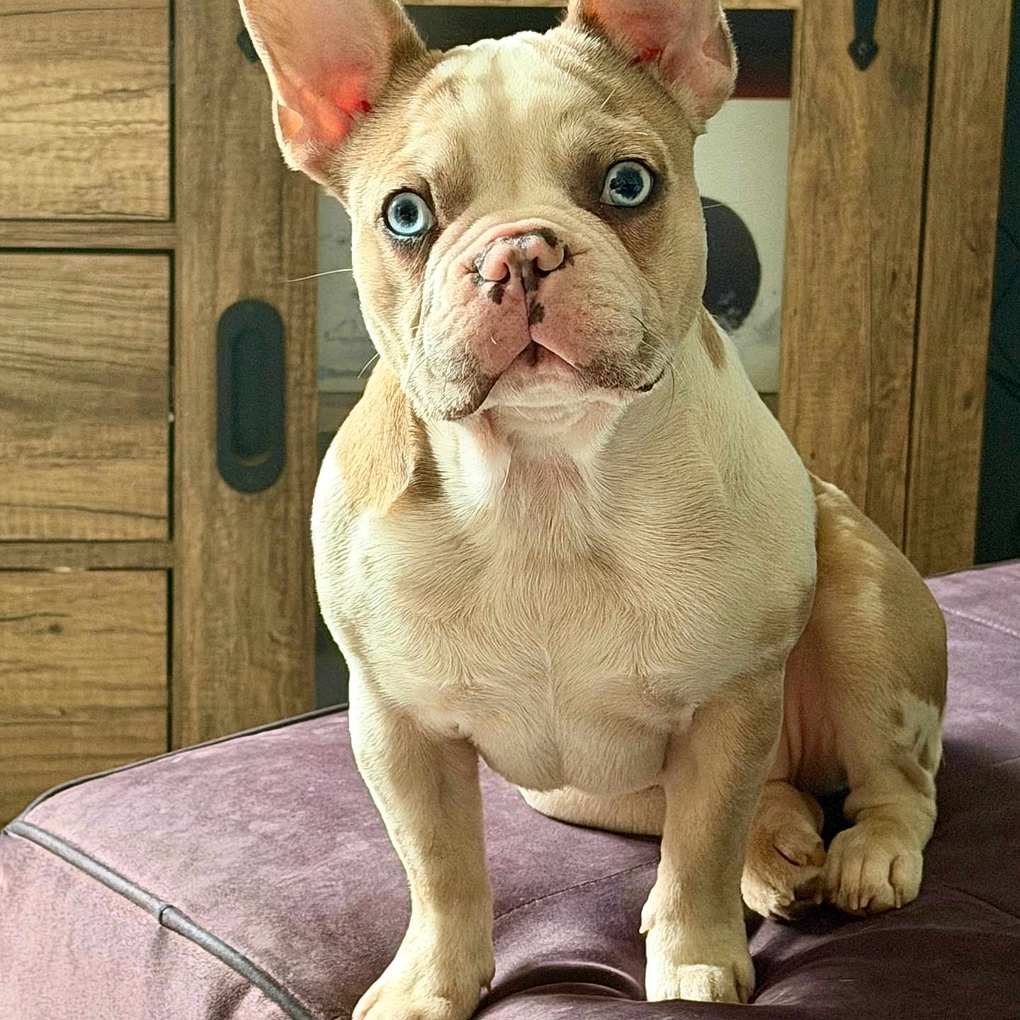 Tya a rejoint le concours — aidez-le/la à gagner de superbes lots ! french_bulldog, puppy, dog, blue_eyes, pet, indoor, furniture, wooden_cabinet, curious, ears, cushion, purple, sitting, closeup, young, animal, companion, cute, domestic, portrait