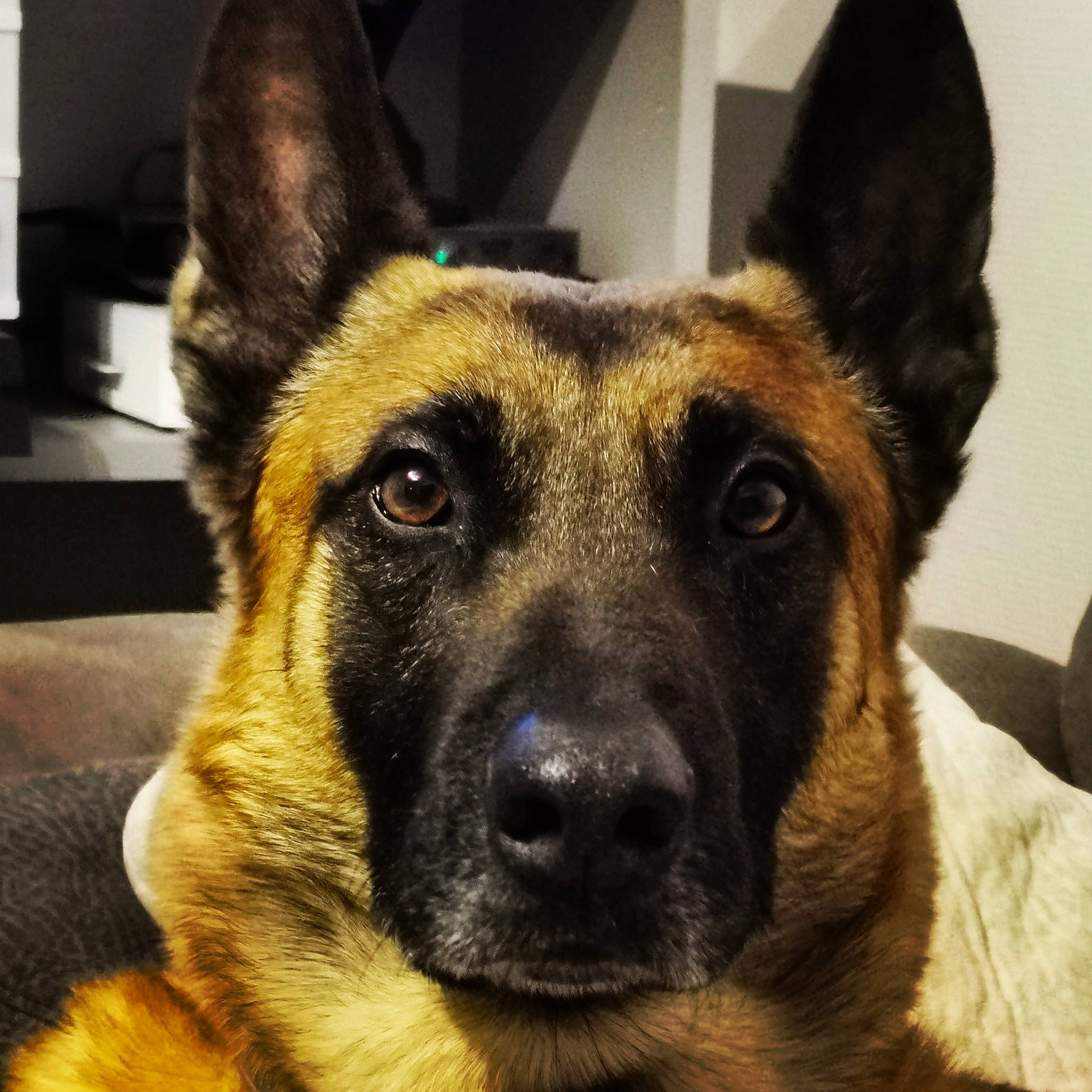 Hilton participe au concours pour gagner de l'argent avec cette photo : belgian_shepherd, belgian_shepherd_malinois, canidae, carnivore, dog, dog_breed, ear, east_european_shepherd, eye, fawn, german_shepherd_dog, king_shepherd, kunming_wolfdog, mammal, old_german_shepherd_dog, police_dog, rare_breed_dog, sky, snout, vertebrate