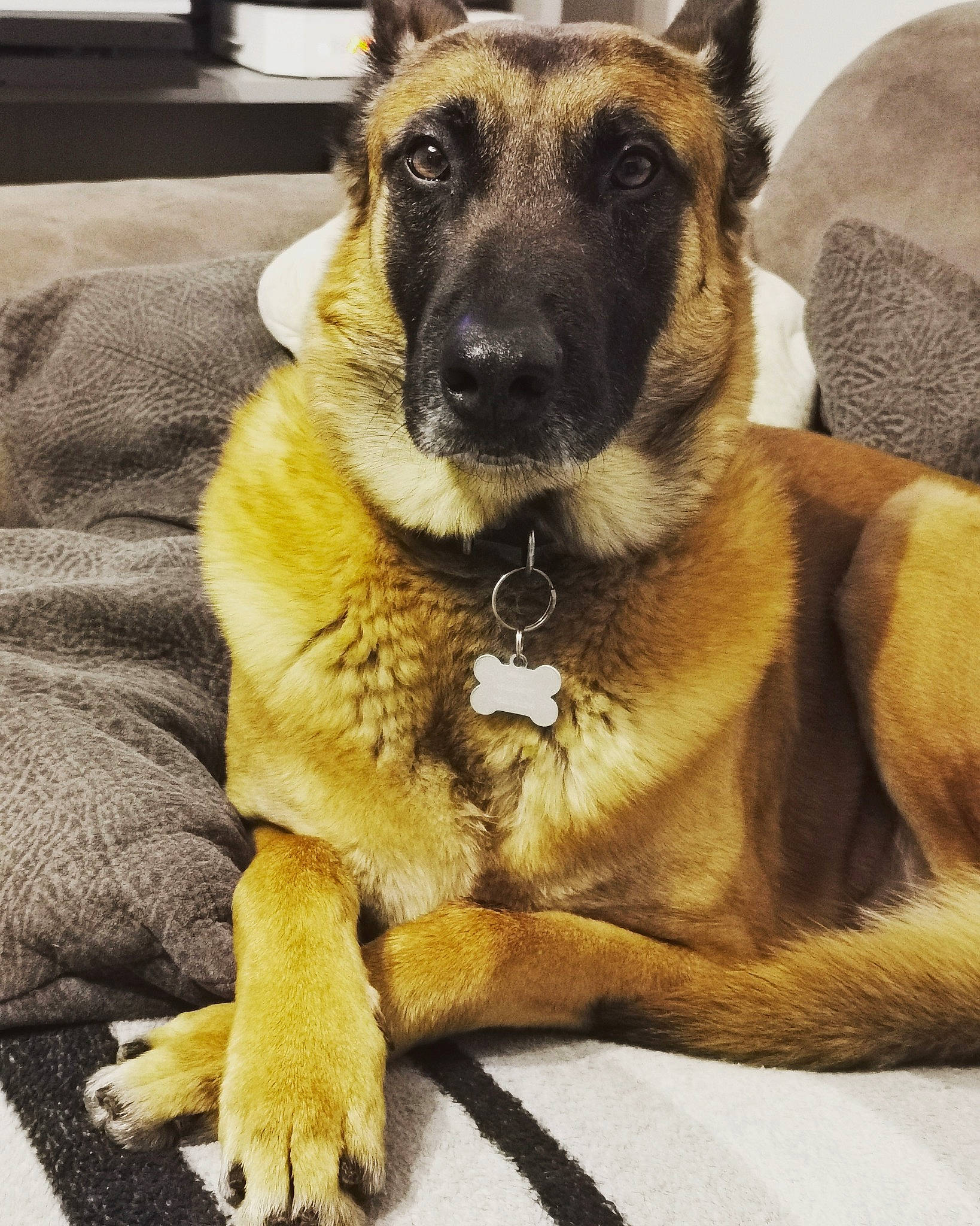 Hilton a rejoint le concours — aidez-le/la à gagner de superbes lots ! belgian_shepherd, belgian_shepherd_malinois, canidae, carnivore, dog, dog_breed, fawn, german_shepherd_dog, mammal, police_dog, snout, vertebrate