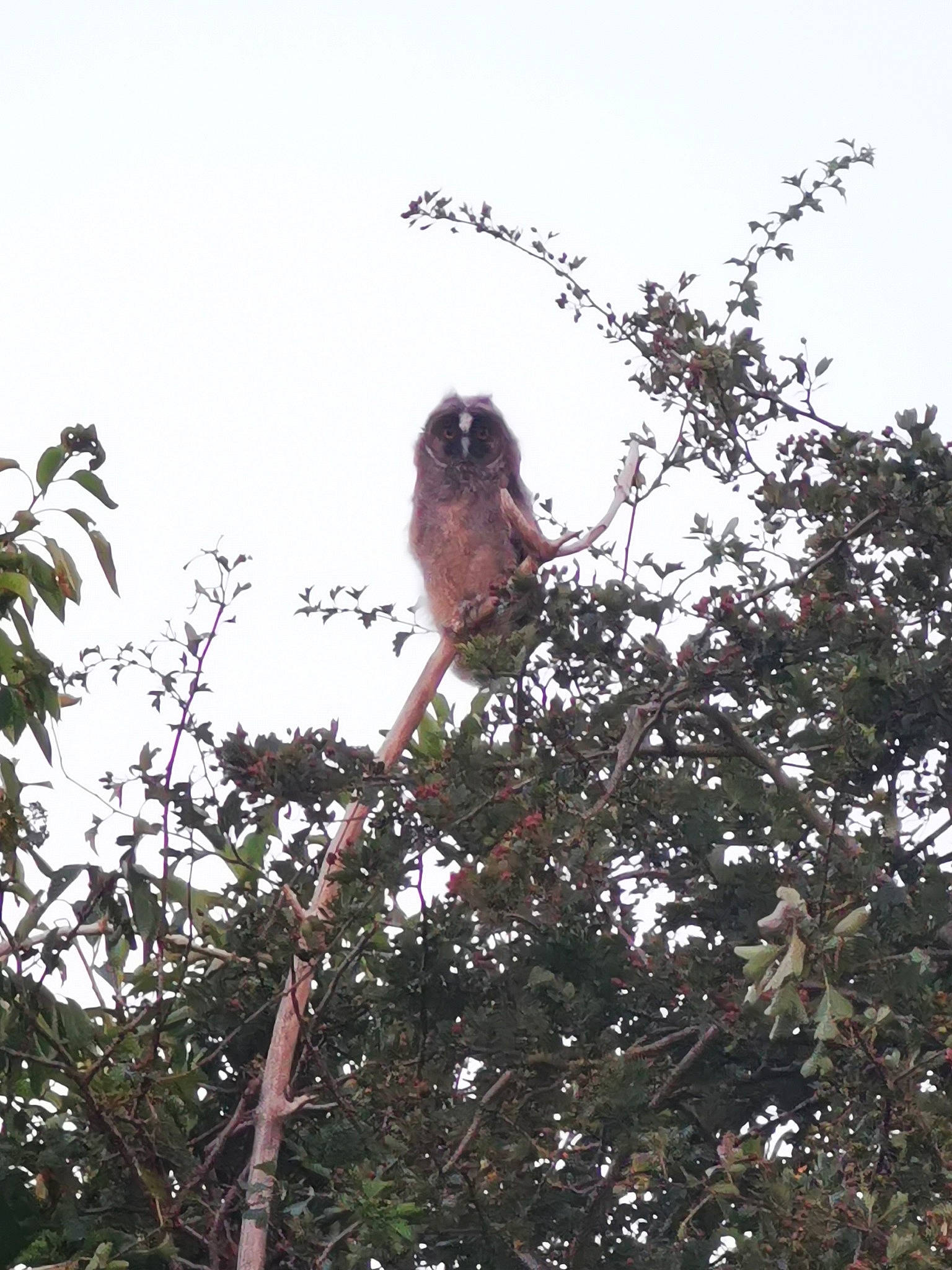 Hibouxxx a rejoint le concours — aidez-le/la à gagner de superbes lots ! adaptation, beak, bird, bird_of_prey, branch, falconiformes, hawk, jungle, kite, plant, red_shouldered_hawk, tree, wildlife