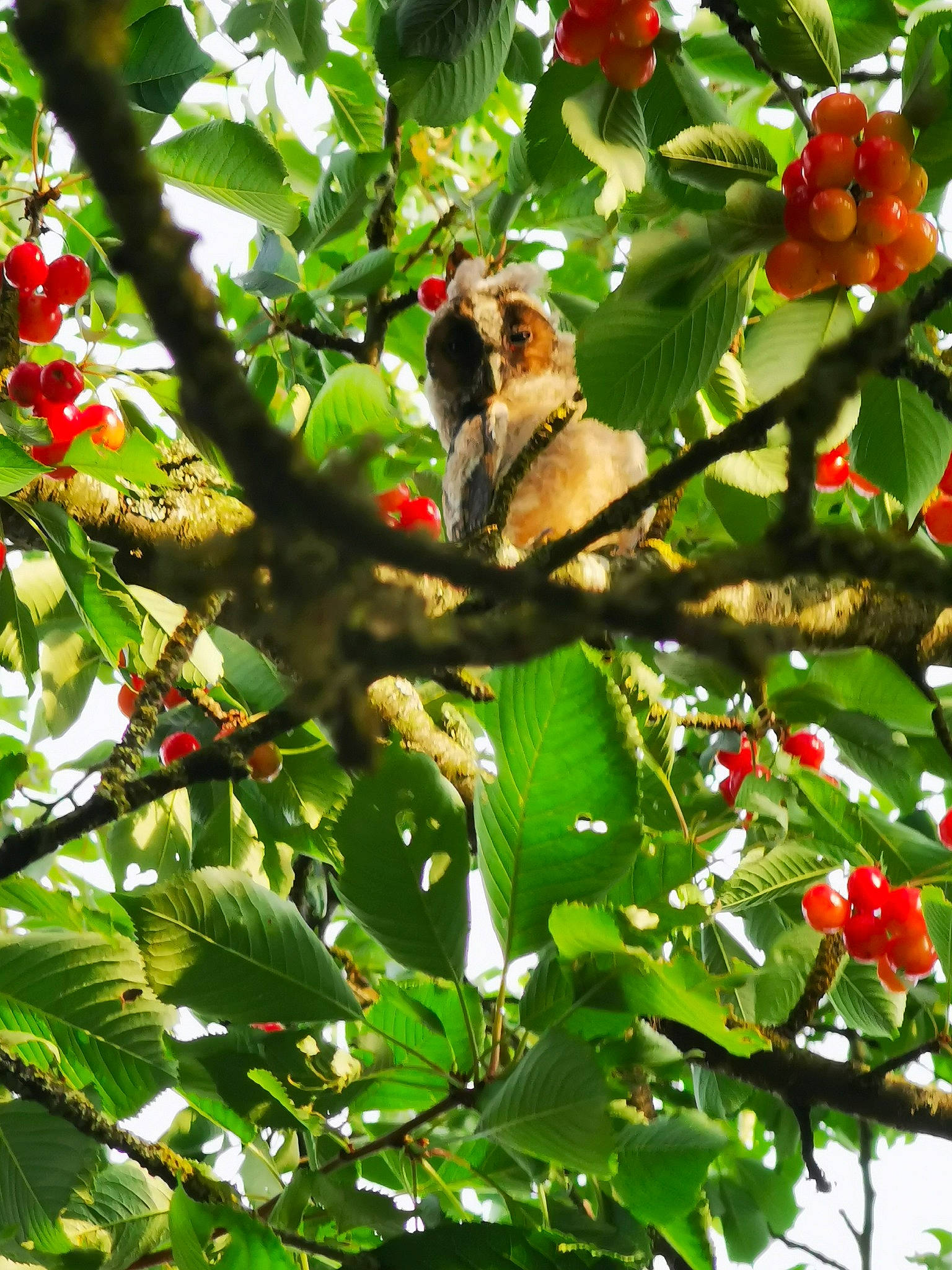Hibouxxx a rejoint le concours — aidez-le/la à gagner de superbes lots ! acerola, acerola_family, bird, branch, cedar_waxwing, cherry, flower, flowering_plant, fruit, fruit_tree, holly, mulberry, mulberry_family, plant, sorbus, tree