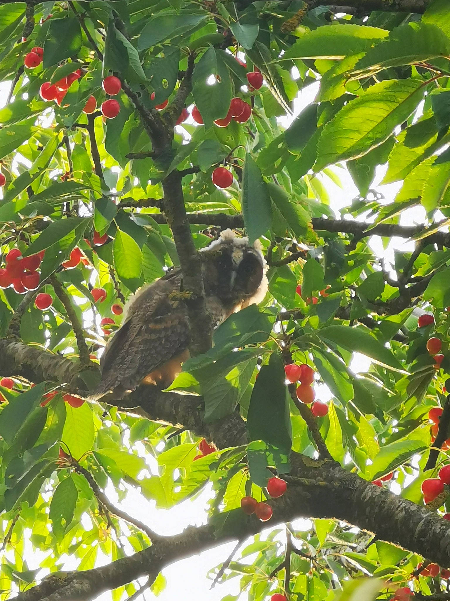 Hibouxxx a rejoint le concours — aidez-le/la à gagner de superbes lots ! beak, bird, branch, flower, fruit_tree, plant, rainforest, sloth, tree
