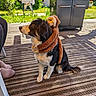 Yuka a rejoint le concours — aidez-le/la à gagner de superbes lots ! backyard, barbecue_grill, black_and_white, companion, dog, fur, grass, leisure, monkey_toy, outdoor, person, pet, plush_toy, relaxed, shadow, sitting, slippers, sunny, toy, wooden_deck
