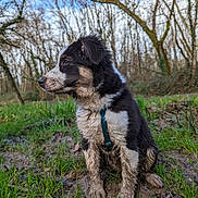 Yuka a rejoint le concours — aidez-le/la à gagner de superbes lots ! adventure, animal, blue_sky, canine, daylight, dog, forest, fur, grass, greenery, landscape, muddy, nature, outdoor, pet, playful, puppy, sitting, trees, young_dog