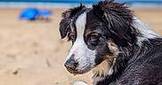 Yuka a rejoint le concours — aidez-le/la à gagner de superbes lots ! animal, beach, black_and_white, blue_sky, canine, close_up, daytime, dog, fur, laying_down, nature, ocean, outdoor, pet, portrait, relaxing, sand, snout, summer, sunny