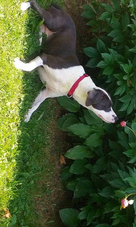 Kay joined the competition — help win amazing prizes! canidae, carmine, carnivore, collar, companion_dog, dog, dog_breed, dog_collar, fawn, grass, groundcover, non_sporting_group, plant, shrub, tail