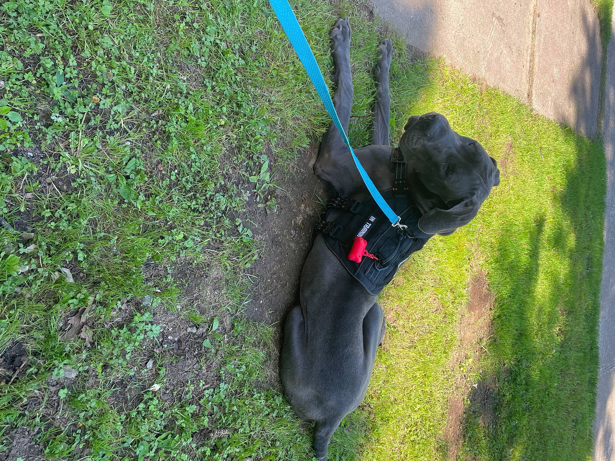 Marshall is registered to the contest to win money with this photo: canidae, carnivore, collar, companion_dog, dog, dog_breed, dog_collar, fashion_accessory, fawn, grass, groundcover, leash, mammal, pet_supply, plant, snout, sporting_group, tail, vertebrate, working_animal