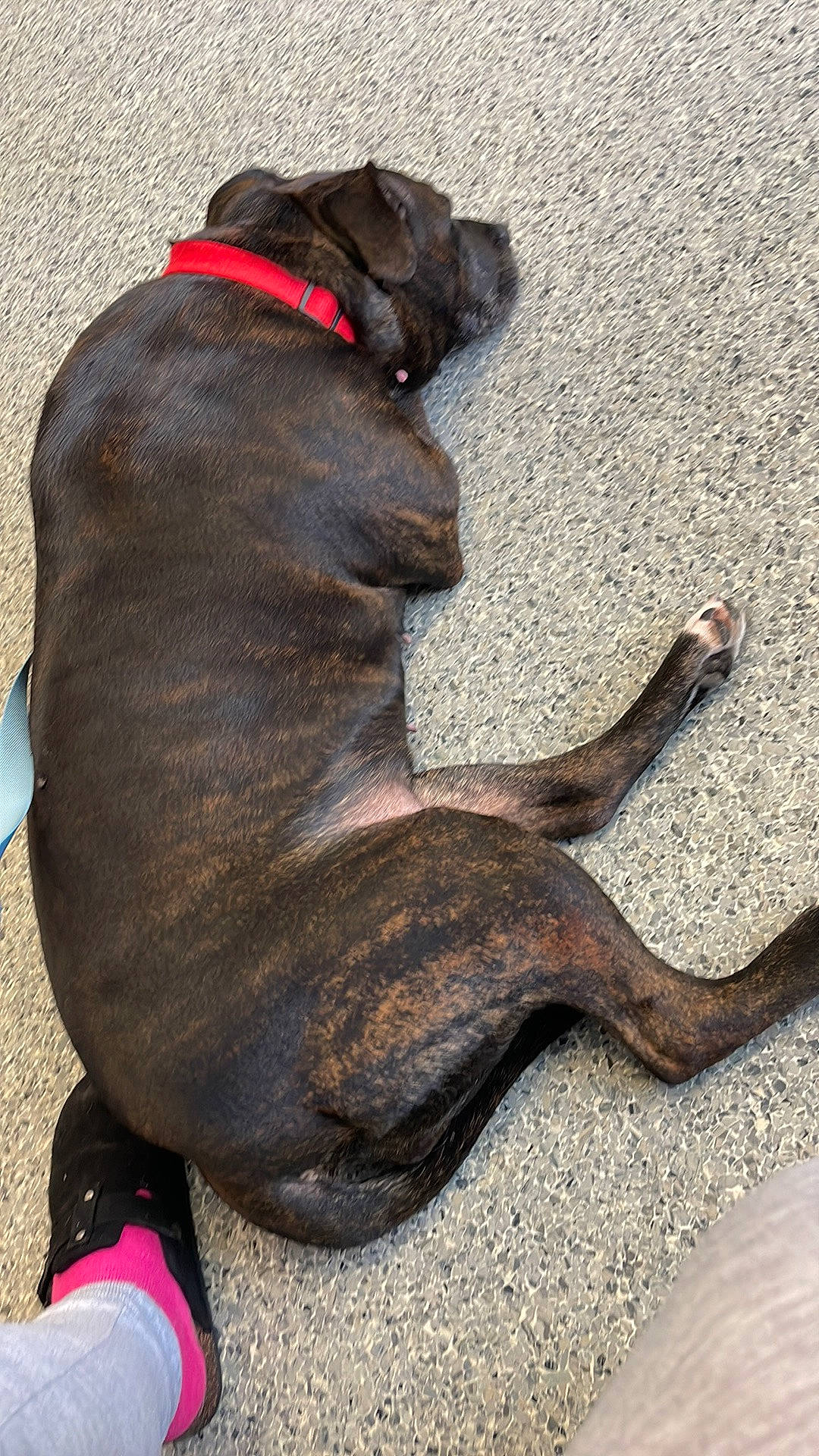 Angel joined the competition — help win amazing prizes! canidae, carnivore, collar, companion_dog, dog, dog_breed, dog_collar, dog_supply, fashion_accessory, fawn, guard_dog, leash, liver, paw, pet_supply, snout, sporting_group, tail, terrestrial_animal, working_animal