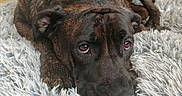 Nala participe au concours pour gagner de l'argent avec cette photo : animal, brindle, canine, companion, cozy, cute, dog, domestic, floor, fur, home, indoor, looking_up, lying_down, pet, portrait, relaxed, resting, rug, texture