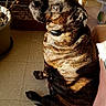 dog, brindle, indoor, sunlight, shadow, floor, tile, plant_pot, cage, cat_tree, pet, collar, looking_back, calm, fur_texture, home, animal, resting, shadow_play, domestic