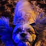 animal, blue_light, brown, carpet, close_up, companion, curious, cute, dog, ears, fluffy, fur, indoor, looking_up, pet, portrait, small_dog, soft_light, texture, white