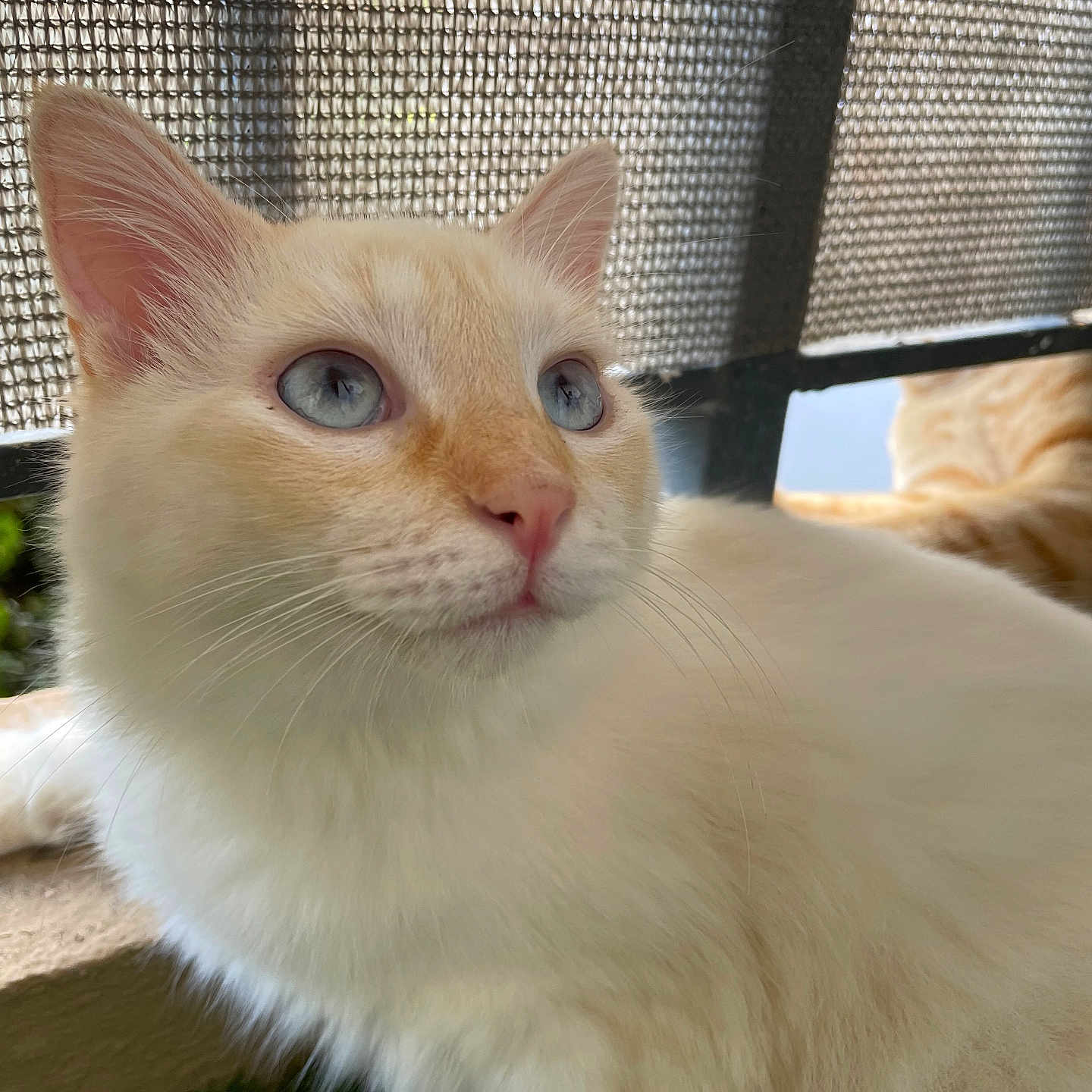 Bianca a rejoint le concours — aidez-le/la à gagner de superbes lots ! abyssinian, angora, animal, cat, curtain, grass, homedecor, kitten, lawn, manx, pet, plant, siamese, white, windowshade, wood