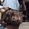 Trooper joined the competition — help win amazing prizes! animal, black_dog, canine, close_up, companion, curious, dog, ear, face, fur, home, indoor, jeans, lap, nose, person, pet, relaxed, resting, snout