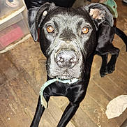 Trooper is registered to the contest to win money with this photo: animal, black_dog, closeup, clutter, collar, curious, dog, domestic_animal, ears, eyes, floor, household, indoor, looking, lying, mammal, nose, pet, portrait, wooden_floor
