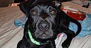 Trooper is registered to the contest to win money with this photo: animal, bed, black_dog, blanket, canine, collar, curious, cute, dog, domestic_animal, furniture, indoor, lamp, looking_at_camera, lying_down, pet, puppy, resting, room, young_dog