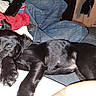 Trooper joined the competition — help win amazing prizes! bed, black_puppy, blanket, canine, casual, comfort, cozy, dog, fabric, fur, home, indoor, jeans, paw, person, pet, red_jacket, relaxed, resting, sleepy