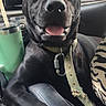 black_dog, dog, pet, car_interior, collar, armrest, cup, tumbler, seat, window, seatbelt, happy, tongue_out, resting, domestic_animal, canine, vehicle, leisure, close_up, daylight