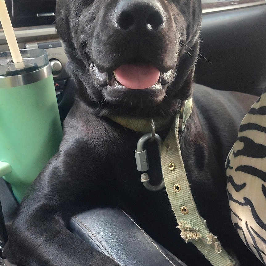 Trooper is registered to the contest to win money with this photo: black_dog, dog, pet, car_interior, collar, armrest, cup, tumbler, seat, window, seatbelt, happy, tongue_out, resting, domestic_animal, canine, vehicle, leisure, close_up, daylight