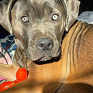 Millie is registered to the contest to win money with this photo: animal, blanket, brown_coat, calm, canine, close_up, companion, curious, dog, domestic_animal, ears, fur, indoor, looking_at_camera, orange_toy, paw, pet, portrait, resting, toy