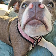 Porcha is registered to the contest to win money with this photo: animal, bed, blanket, canine, closeup, collar, curious, cute, dog, domestic, ears, fur, indoor, nose, paw, pet, pink_harness, relaxed, sleepy, whiskers