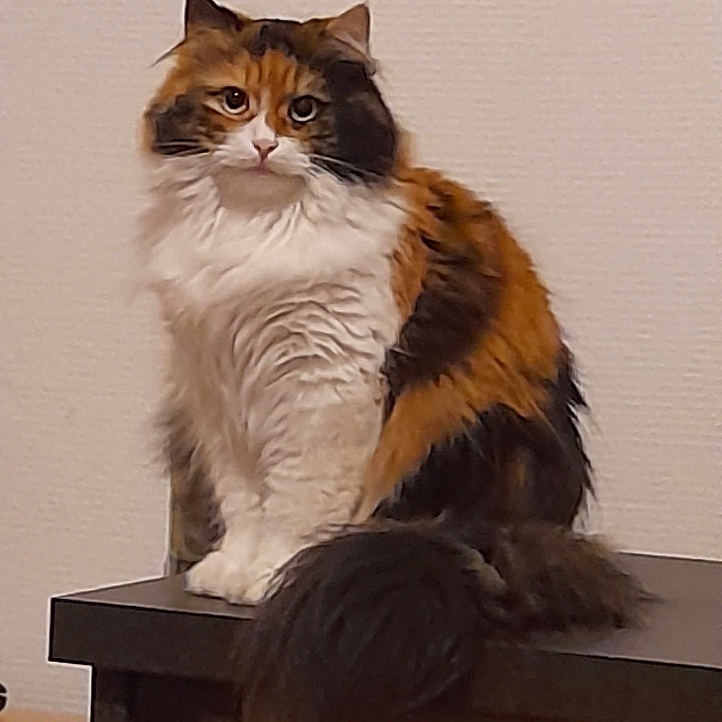 Turlutte participe au concours pour gagner de l'argent avec cette photo : abyssinian, angora, animal, cat, desk, drawer, egyptiancat, furniture, hardwood, indoors, kitten, manx, pet, plywood, shelf, siamese, slate, table, wood