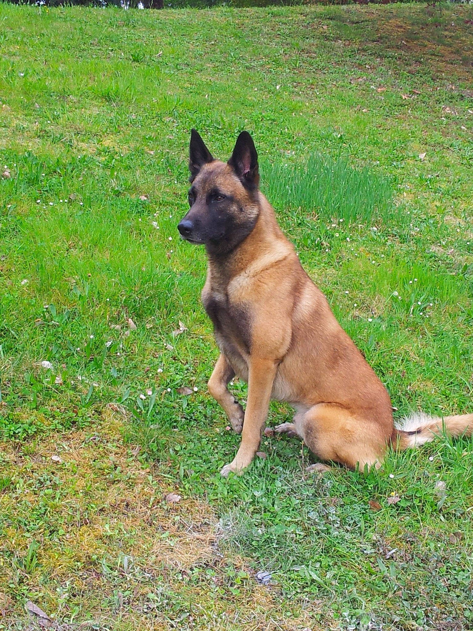 Cyrius a rejoint le concours — aidez-le/la à gagner de superbes lots ! ancient_dog_breeds, biting, carnivore, companion_dog, dog, dog_breed, east_european_shepherd, fawn, german_shepherd_dog, grass, herding_dog, king_shepherd, old_german_shepherd_dog, plant, snout, sporting_group, tail, terrestrial_animal, working_animal, working_dog