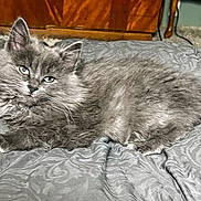 Bluey joined the competition — help win amazing prizes! animal, bedspread, calm, cat, closeup, cozy, domestic, ears, fluffy, fur, furniture, gray, green_eyes, home, indoor, lying_down, pet, relaxed, whiskers, wooden