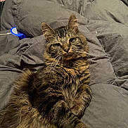 Simon joined the competition — help win amazing prizes! animal, blanket, cat, closeup, comfortable, cozy, cute, domestic_cat, fluffy, fur, furry, gray, indoors, paws, pet, relaxed, resting, sleepy, tabby, whiskers