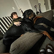 Pepper Anne is registered to the contest to win money with this photo: boy, dog, rottweiler, couch, living_room, indoor, furniture, footwear, socks, hand, carpet, relaxed, pet, animal, home, door, blanket, striped, casual, curly_hair