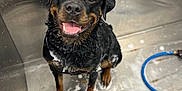 Pepper Anne joined the competition — help win amazing prizes! dog, rottweiler, wet, soap, bath, pet_wash_station, smiling, fur, paw, tile_floor, metal_surface, leash, water, cleaning, animal, pet, indoor, looking_at_camera, happy, sitting