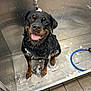 dog, rottweiler, wet, soap, bath, pet_wash_station, smiling, fur, paw, tile_floor, metal_surface, leash, water, cleaning, animal, pet, indoor, looking_at_camera, happy, sitting