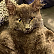 Misha joined the competition — help win amazing prizes! animal, blanket, cat, closeup, cozy, cute, feline, fluffy, fur, gray_fur, indoors, kitten, mammal, pet, portrait, relaxed, soft, whiskers, yellow_eyes, young