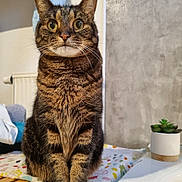 Luna participe au concours pour gagner de l'argent avec cette photo : tabby_cat, cat, pet, animal, indoor, plant, succulent, potted_plant, table, cloth, wooden_surface, fur, whiskers, eyes, ears, sitting, close_up, domestic, curious, houseplant
