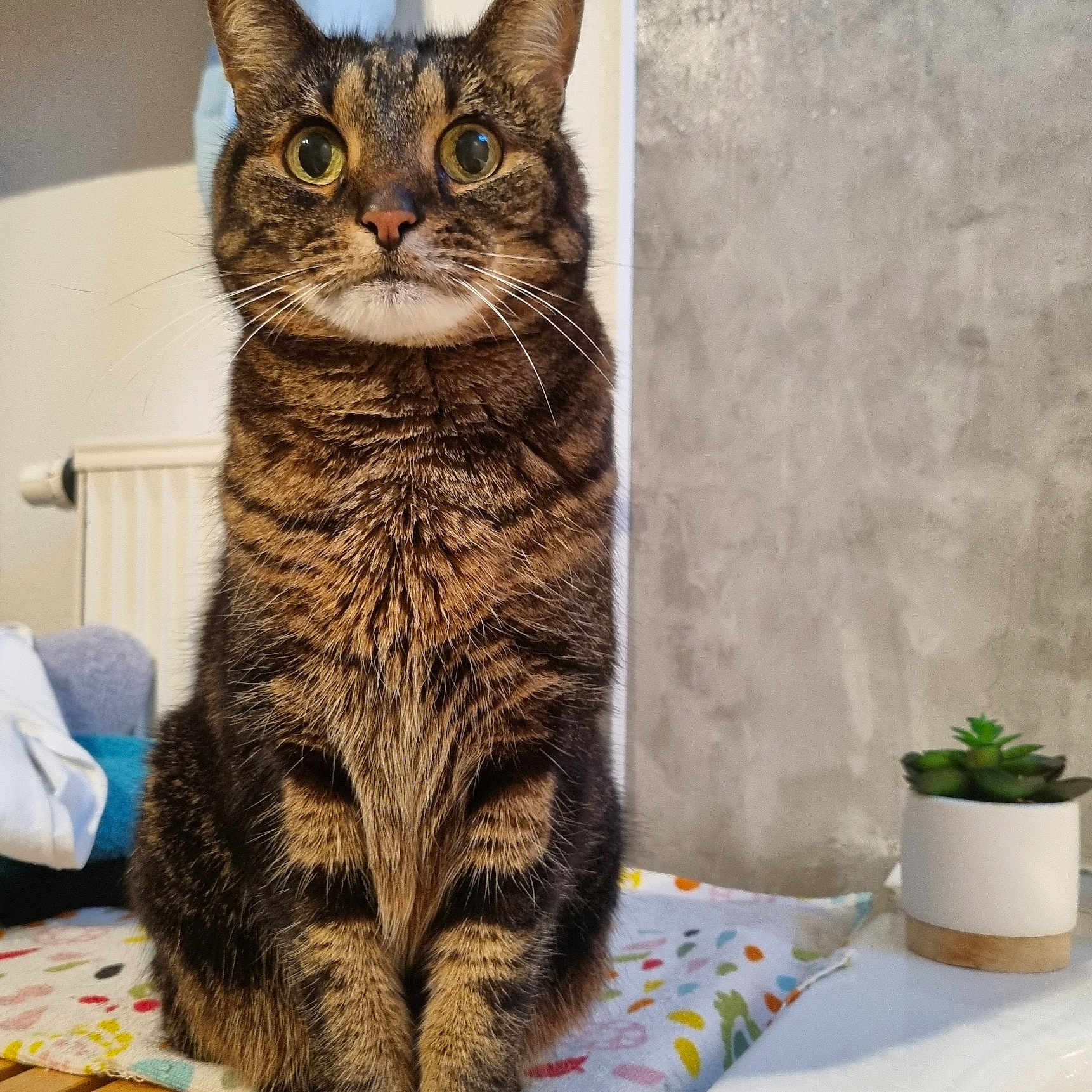 Luna participe au concours pour gagner de l'argent avec cette photo : animal, cat, close_up, cloth, curious, domestic, ears, eyes, fur, houseplant, indoor, pet, plant, potted_plant, sitting, succulent, tabby_cat, table, whiskers, wooden_surface