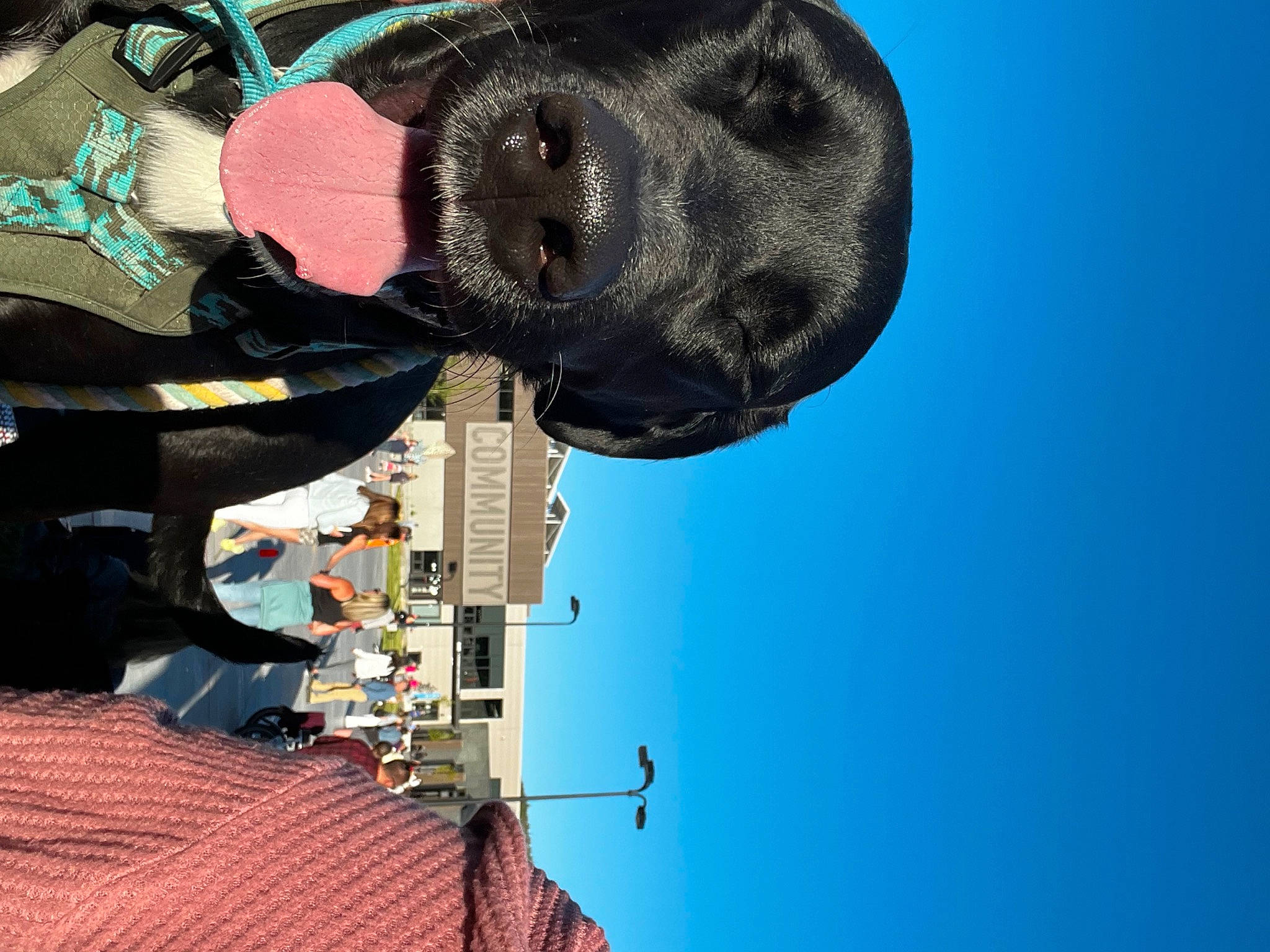 Rosco is registered to the contest to win money with this photo: carmine, electric_blue, fashion_accessory, hat, light, personal_protective_equipment, sky, toy, travel, water