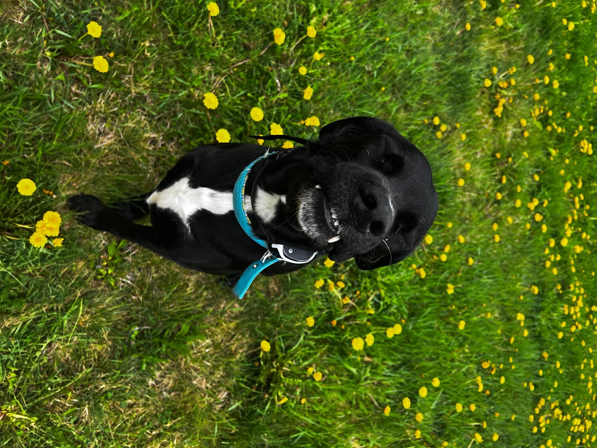 Rosco joined the competition — help win amazing prizes! carnivore, companion_dog, dog, dog_breed, electric_blue, flower, grass, grassland, groundcover, herbaceous_plant, meadow, people_in_nature, plant, prairie, shrub, sporting_group, tail, tree, vertebrate, yellow