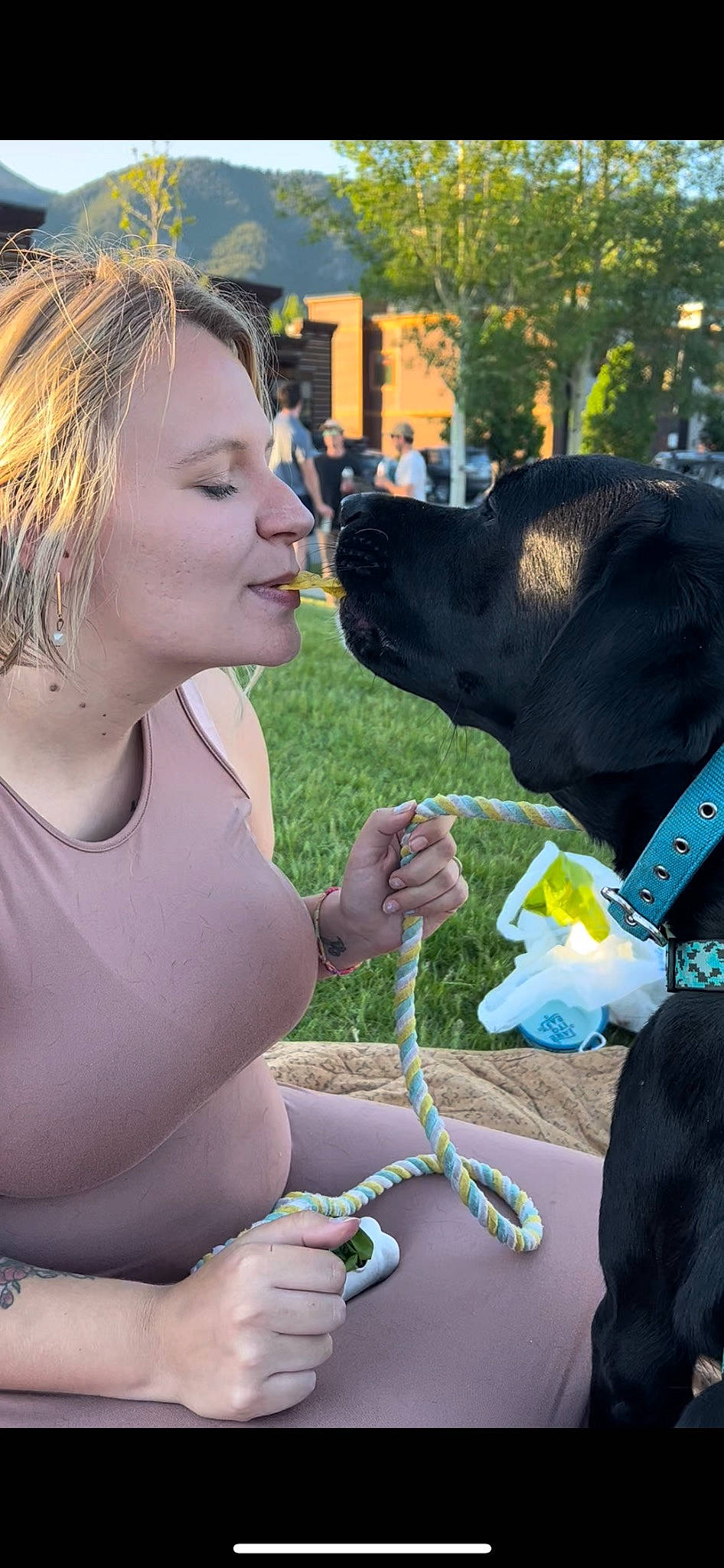 Rosco joined the competition — help win amazing prizes! carnivore, companion_dog, dog, dog_breed, electric_blue, fashion_accessory, fawn, fun, gesture, grass, green, happy, jewellery, leisure, plant, smile, snout, sporting_group, tree, working_animal