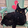 cat, black_cat, chair, flamingo_design, indoor, pet, feline, curious, fur, whiskers, eyes, relaxed, animal, seat, resting, paw, cute, household, domestic, looking