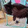 Artémis a rejoint le concours — aidez-le/la à gagner de superbes lots ! animal, black_cat, cat, chair, cute, domestic_cat, floor, fluffy, fur, furniture, indoor, legs, paw, pet, playful, relaxed, resting, sleeping, small_chair, toy_spider