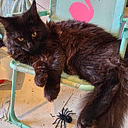 Artémis a rejoint le concours — aidez-le/la à gagner de superbes lots ! animal, black_cat, cat, chair, curious, cute, domestic, floor, fluffy, furniture, indoor, paw, pet, pink_flamingo, playful, relaxed, resting, tail, toy_spider, whiskers