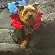 Teddy joined the competition — help win amazing prizes! animal, black_and_red_outfit, blue_pillow, brown_fur, costume, couch, cozy, cute, decor, dog, fur, furniture, home, indoor, living_room, pet, red_collar, sitting, small_dog, vampire