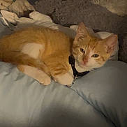 Sunny D joined the competition — help win amazing prizes! cat, kitten, orange_cat, white_fur, collar, pillow, blanket, indoor, sleepy, cozy, pet, animal, resting, fur, cute, domestic_cat, soft_lighting, relaxed, bedroom, feline