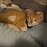 cat, kitten, orange_cat, white_fur, collar, pillow, blanket, indoor, sleepy, cozy, pet, animal, resting, fur, cute, domestic_cat, soft_lighting, relaxed, bedroom, feline