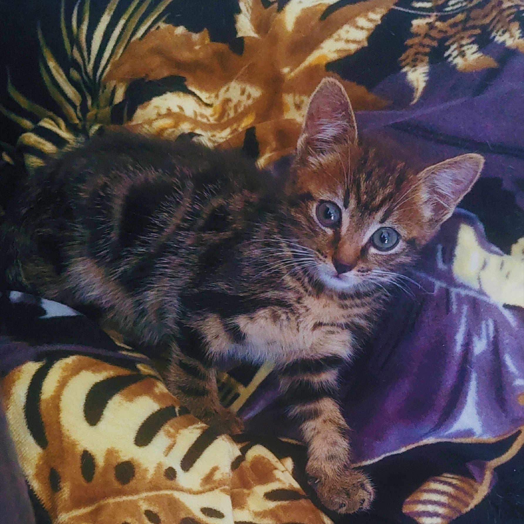 Grisby a rejoint le concours — aidez-le/la à gagner de superbes lots ! animal, blanket, cat, closeup, cute, domestic_cat, ears, eyes, feline, fur, indoor, kitten, looking, pattern, paw, pet, resting, tabby, whiskers, young