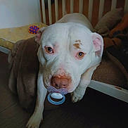 Oslo a rejoint le concours — aidez-le/la à gagner de superbes lots ! dog, white_dog, pacifier, indoor, bed, brown_spot, pet, animal, floor, toy, wooden_bed, cute, funny, close_up, looking_up, paw, fur, ears, nose, expression