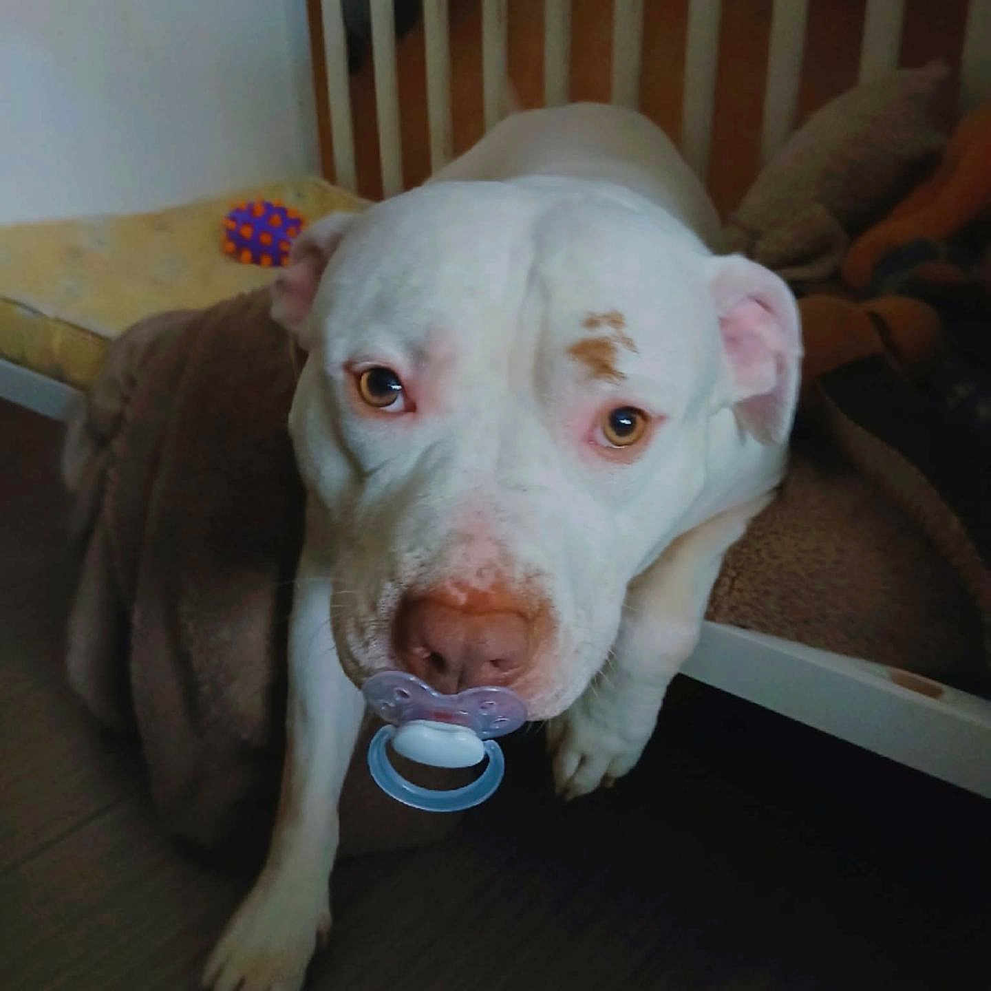 Oslo a rejoint le concours — aidez-le/la à gagner de superbes lots ! dog, white_dog, pacifier, indoor, bed, brown_spot, pet, animal, floor, toy, wooden_bed, cute, funny, close_up, looking_up, paw, fur, ears, nose, expression