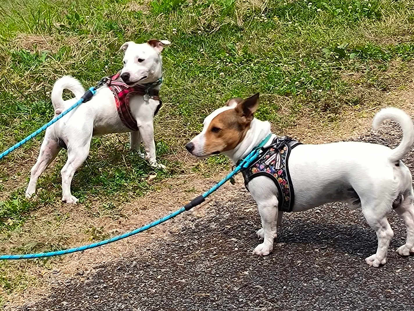 Milo Et Chico participe au concours pour gagner de l'argent avec cette photo : dog, dogs, leash, harness, grass, pavement, outdoor, pet, animal, walking, nature, two_dogs, canine, summer, daytime, side_view, alert, cute, companions, playful