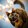 cat, tortoiseshell, green_eyes, pearl_collar, fairy_lights, bokeh, indoor, looking_up, whiskers, close_up, pet, feline, curious, portrait, shallow_depth_of_field, warm_lighting, background_blur, festive, fur, ears
